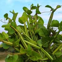 Winged Treebine herb in Endo Peak enhances endurance and physical stamina naturally