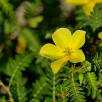 Tribulus herb helps maintain libido and male performance naturally in Endo Peak