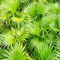 Saw Palmetto in Endo Peak supports healthy testosterone and male hormonal balance